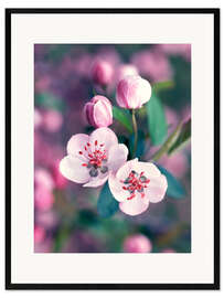 Ingelijste kunstdruk Apple blossom