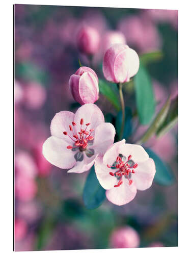 Gallery print Apple blossom