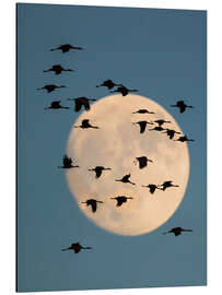 Aluminium print Group of Sandhill Cranes, with the moon in the background