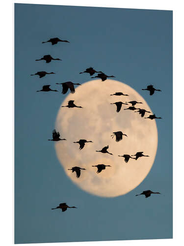 Foam board print Group of Sandhill Cranes, with the moon in the background