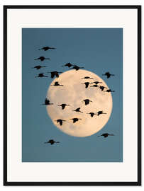 Gerahmter Kunstdruck Gruppe von Sandhügelkranichen, mit Mond im Hintergrund