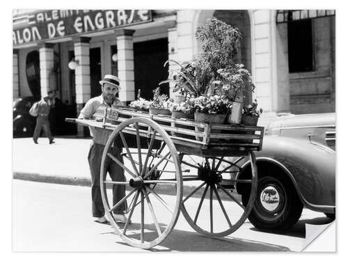 Adesivo murale Venditore di fiori, L'Avana, Cuba, anni '30