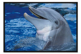 Gerahmter Kunstdruck Lachender Delphin