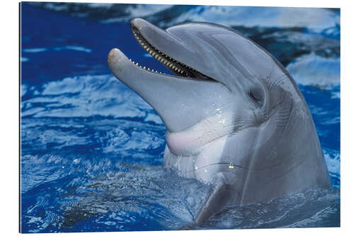 Gallery print Laughing Dolphin