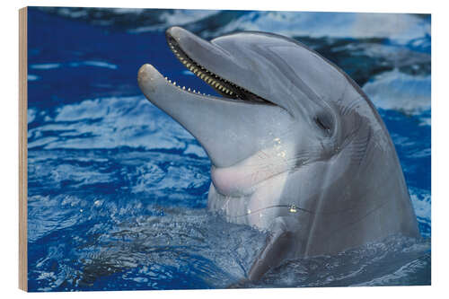 Puutaulu Laughing Dolphin