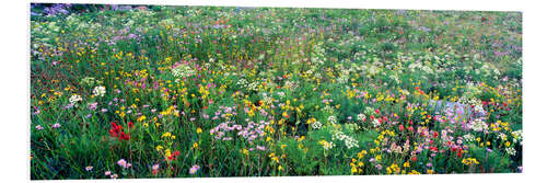 Foam board print Meadow in Grand Teton National Park, USA