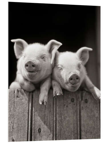 Foam board print 2 little pigs look over a wooden fence