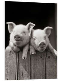 Foam board print 2 little pigs look over a wooden fence