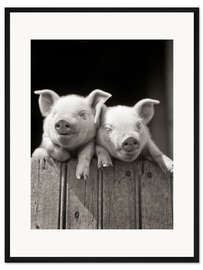 Gerahmter Kunstdruck 2 Schweinchen schauen über einen Holzzaun