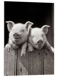 Gallery print 2 little pigs look over a wooden fence