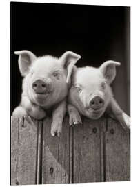 Magnettafel 2 Schweinchen schauen über einen Holzzaun