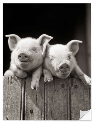 Naklejka na ścianę 2 little pigs look over a wooden fence