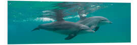 Foam board print Close-up of two dolphins