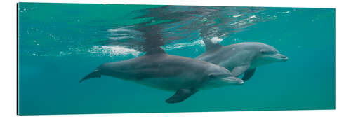 Galleriprint Close-up of two dolphins