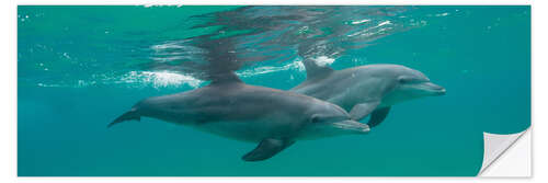 Naklejka na ścianę Close-up of two dolphins