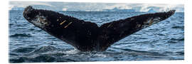 Acrylic print Whale in Antarctica