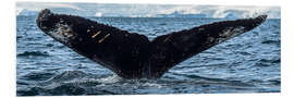 Foam board print Whale in Antarctica