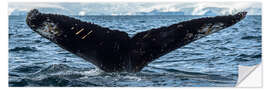 Naklejka na ścianę Whale in Antarctica