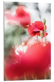 Tableau en plexi-alu Wonderful Poppies