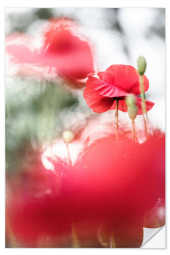 Vinilo para la pared Wonderful Poppies