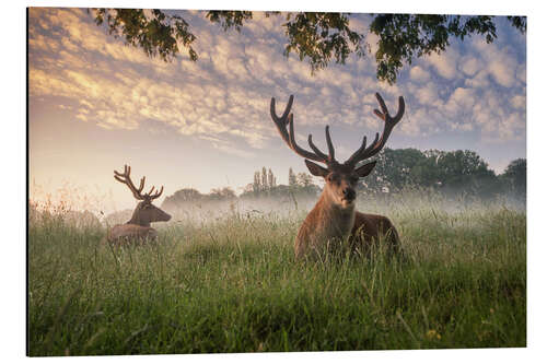 Aluminium print Deer in the grass