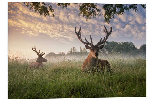 Foam board print Deer in the grass