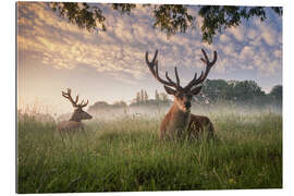 Gallery print Deer in the grass