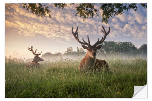 Wall sticker Deer in the grass