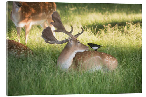 Acrylic print A friendly encounter