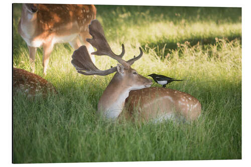 Tableau en aluminium A friendly encounter