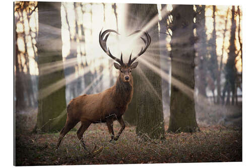 Gallery print Mystic stag