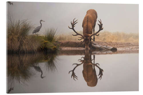 Quadro em acrílico Stag and heron in fog