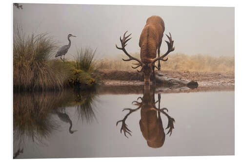 PVC-tavla Stag and heron in fog