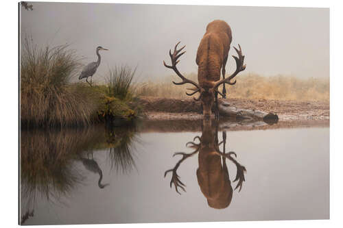 Gallery Print Hirsch und Reiher im Nebel