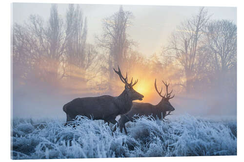 Akrylglastavla Two deer in the evening light