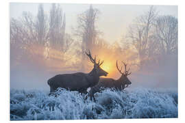 Foam board print Two deer in the evening light