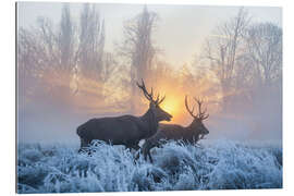 Gallery print Two deer in the evening light