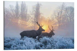 Magnettafel Zwei Hirsche im Abendlicht