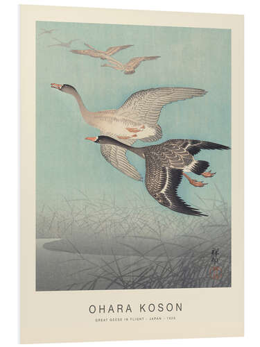 Foam board print Great geese in flight