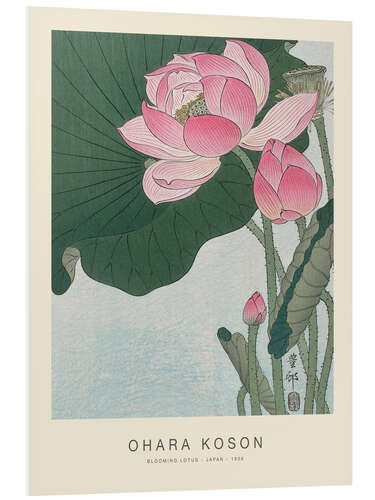 Foam board print Blooming Lotus, 1926