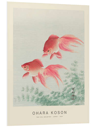 Foam board print Two Veil Goldfish, 1926