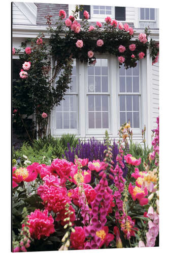 Aluminium print Nostalgic rose garden