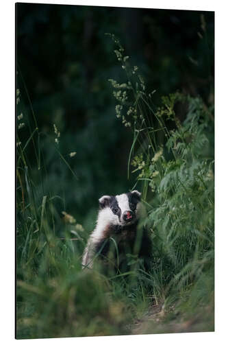 Aluminium print Badger in the long grass