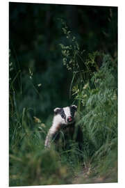 PVC-tavla Badger in the long grass