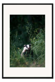 Gerahmter Kunstdruck Dachs im hohen Gras