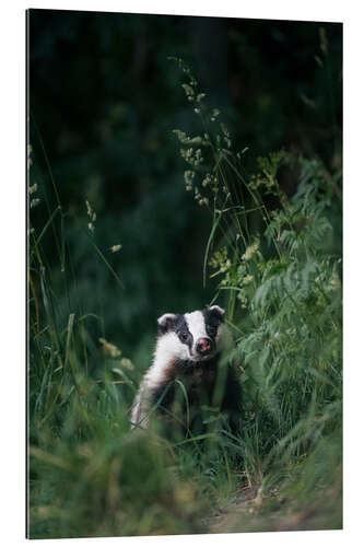 Quadro em plexi-alumínio Badger in the long grass