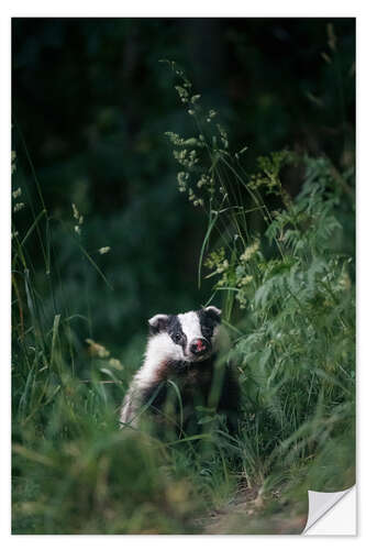 Sticker mural Badger in the long grass