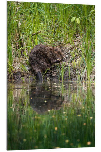 Aluminium print Swiss beaver on the riverbank