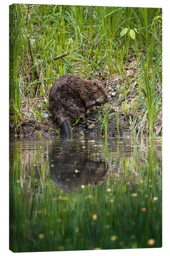 Obraz na płótnie Swiss beaver on the riverbank