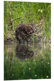 Print på skumplade Swiss beaver on the riverbank